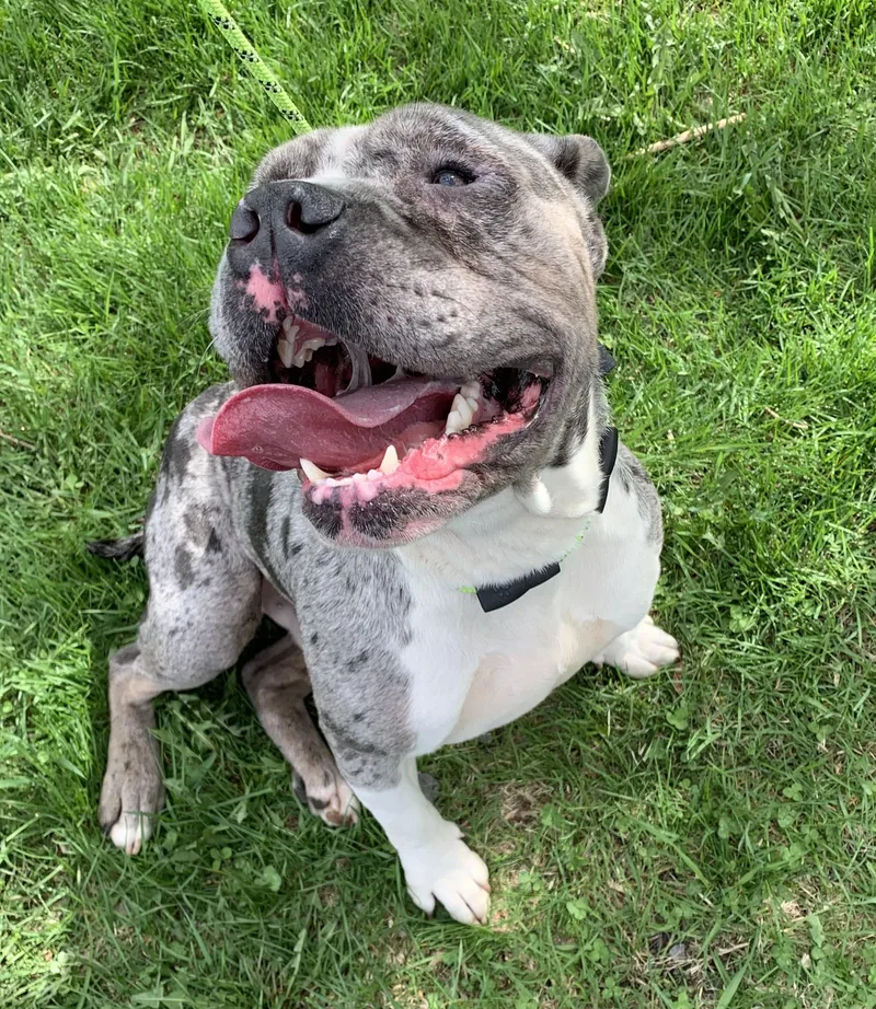 Stryker
