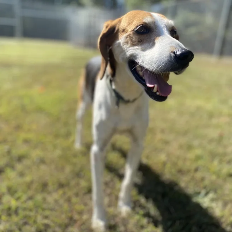 An adult medium-sized female Tricolor (Brown, Black, & White) Hound dog named Agnes for adoption in Orange, VA