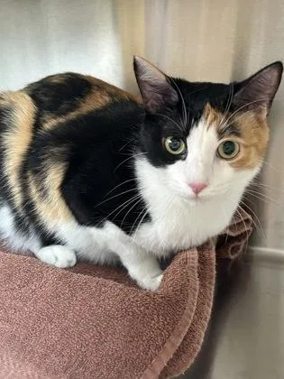 An adult medium-sized female Domestic Short Hair cat named Petra for adoption in Kansas City, MO