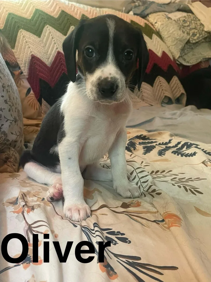 A baby medium-sized male Tricolor (Brown, Black, & White) Beagle dog named Oliver for adoption in Stafford, VA
