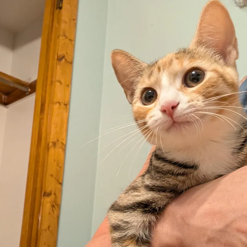 A baby small-sized female Orange / Red Domestic Short Hair cat named Naomi for adoption in Irwin, PA