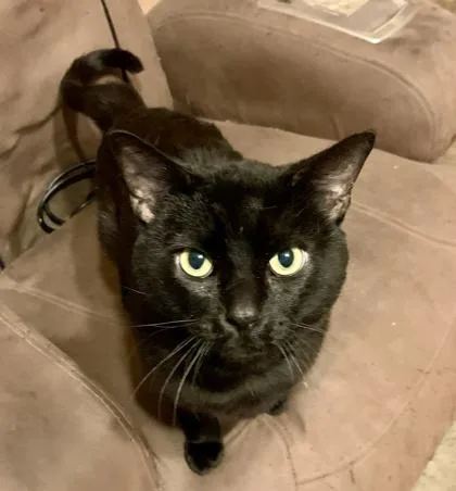 Tommy Boy thumbnail 2