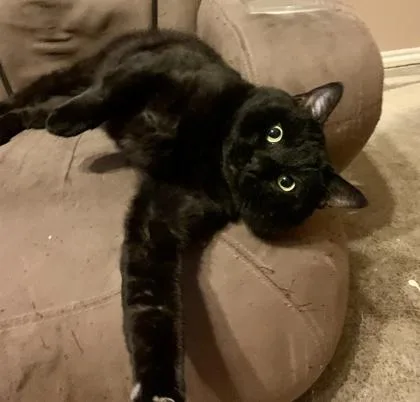 Tommy Boy thumbnail 3