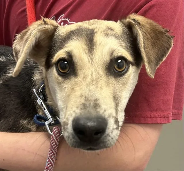 A young small-sized female Catahoula Leopard Dog dog named Silk for adoption in Tucson, AZ