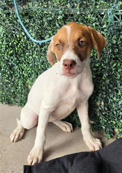 A baby small-sized female White / Cream Mixed Breed dog named 61676098 for adoption in El Paso, TX