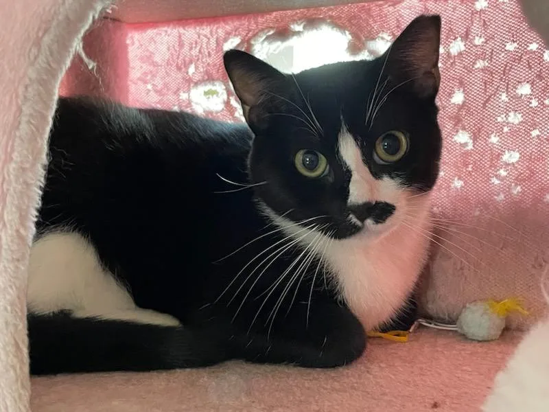 An adult medium-sized male Black & White / Tuxedo Domestic Short Hair cat named Bart for adoption in Rochester, WA
