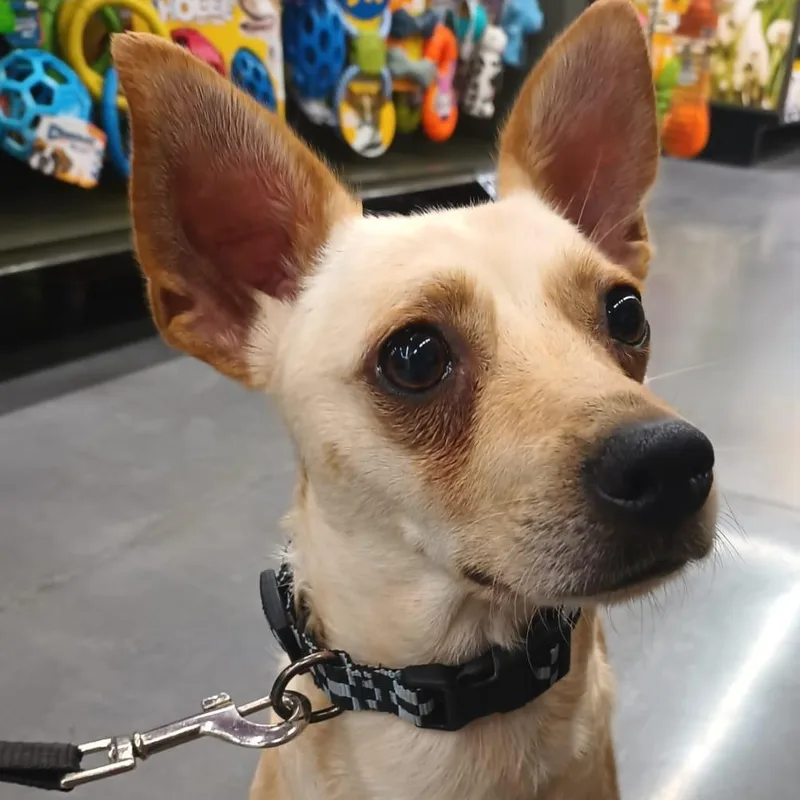 A young small-sized male Chihuahua dog named Yang for adoption in Orange, CA