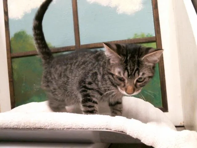 A baby small-sized male Domestic Medium Hair cat named Charly for adoption in Houston, TX