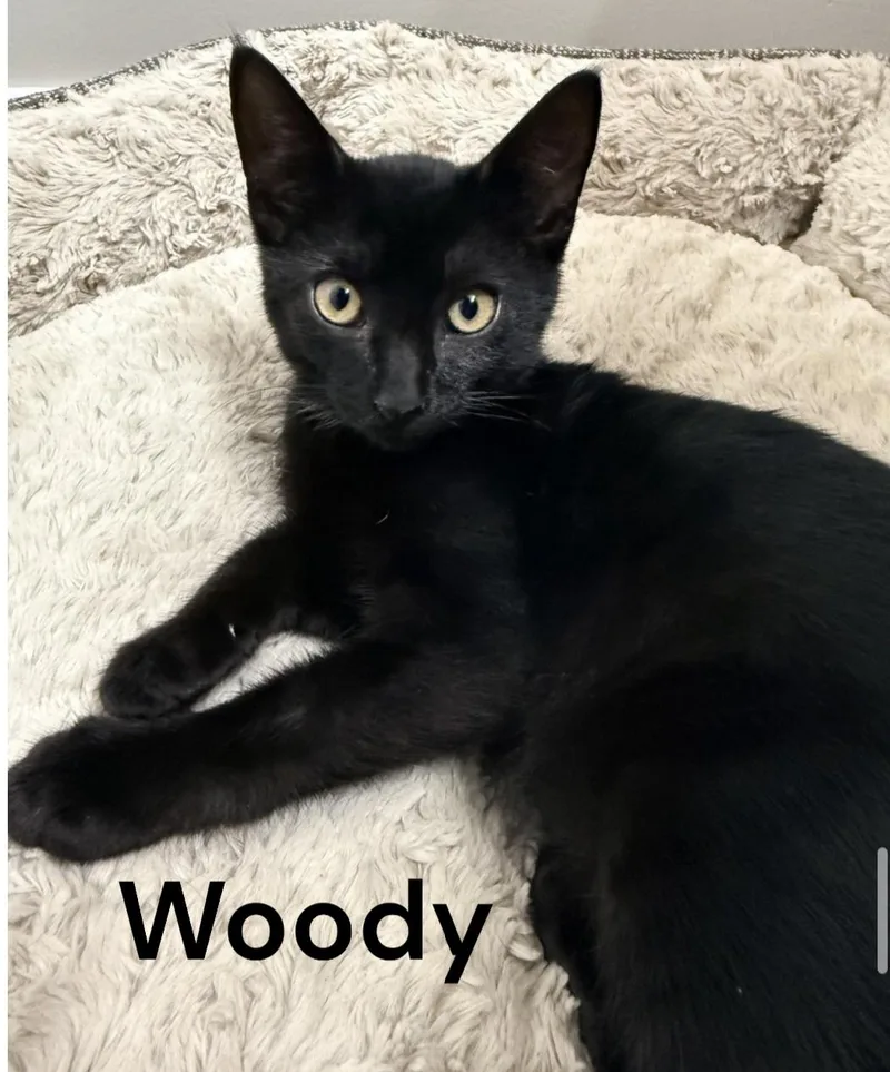 A baby medium-sized male Black Domestic Short Hair cat named Woody for adoption in Weems, VA