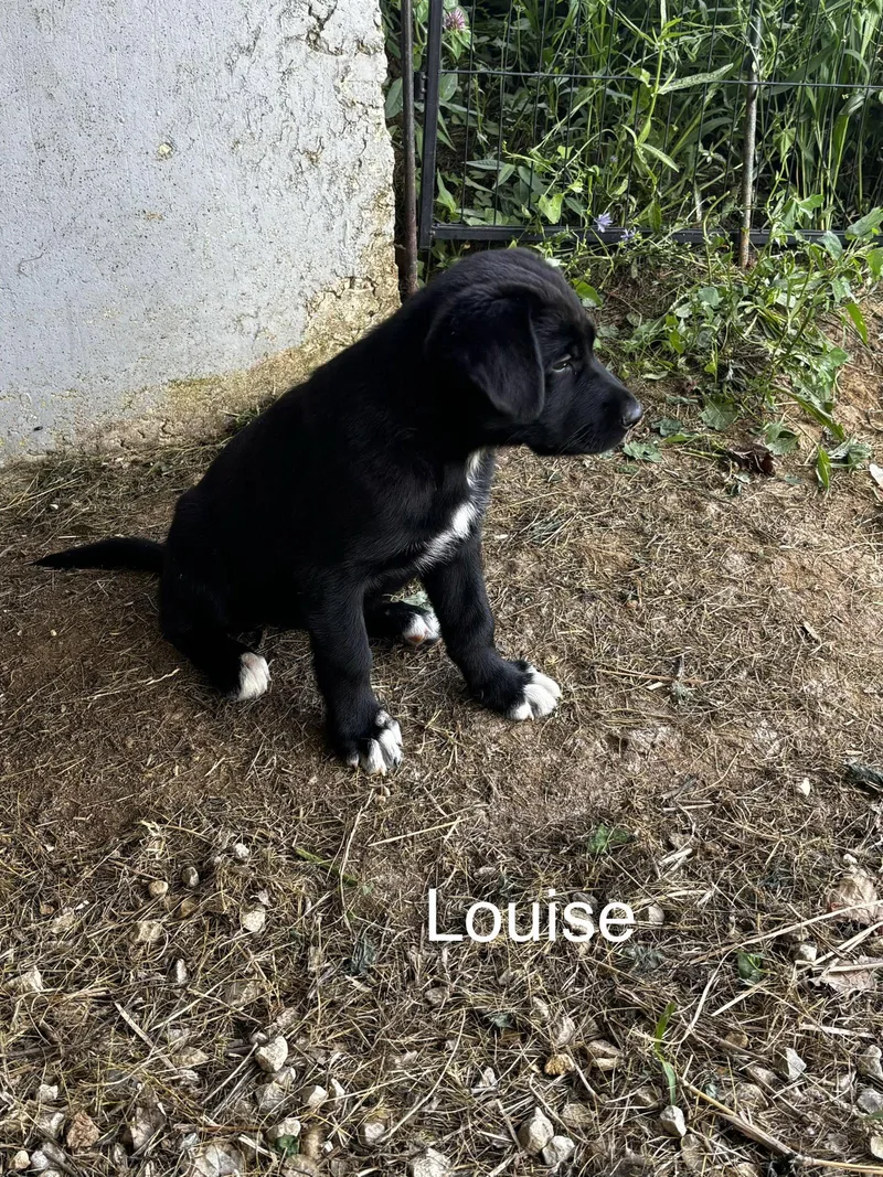 A baby medium-sized female German Shepherd Dog dog named Louise for adoption in Anabel, MO