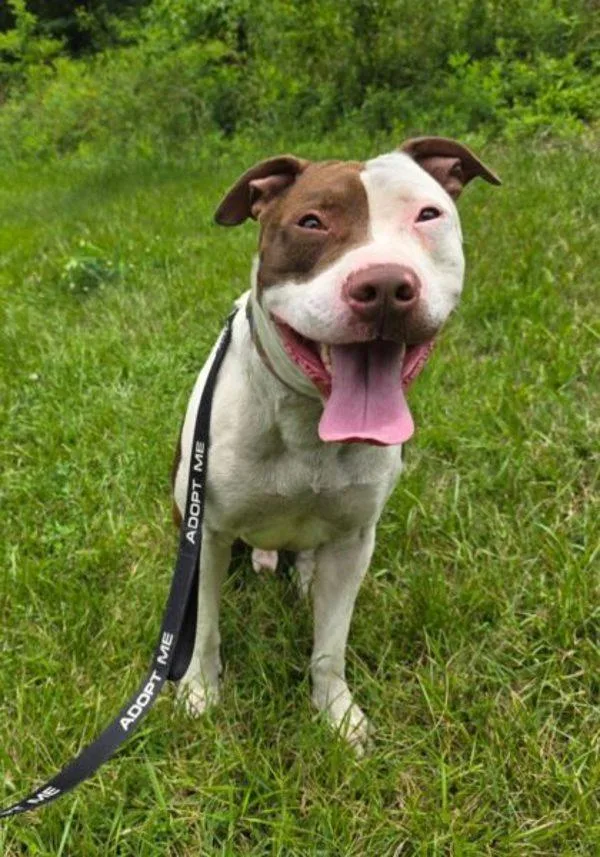 An adult large-sized male Pit Bull Terrier dog named Rocko for adoption in Salisbury, MD