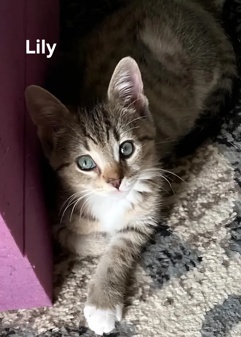 A baby medium-sized female Tabby (Tiger Striped) Domestic Short Hair cat named Lily  Sage  for adoption in Chicopee, MA