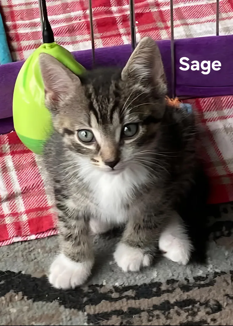 Lily  Sage  thumbnail 2