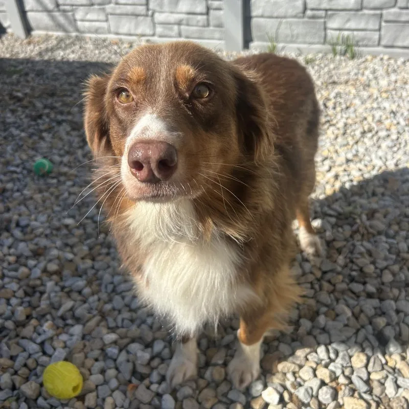 An adult medium-sized female Australian Shepherd dog named Autumn for adoption in St. Louis, MO