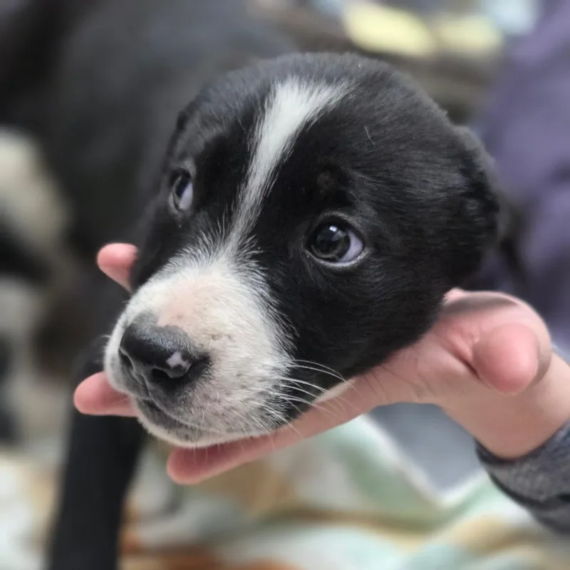 A baby medium-sized female Black Mixed Breed dog named Yin for adoption in Fort Bragg, CA