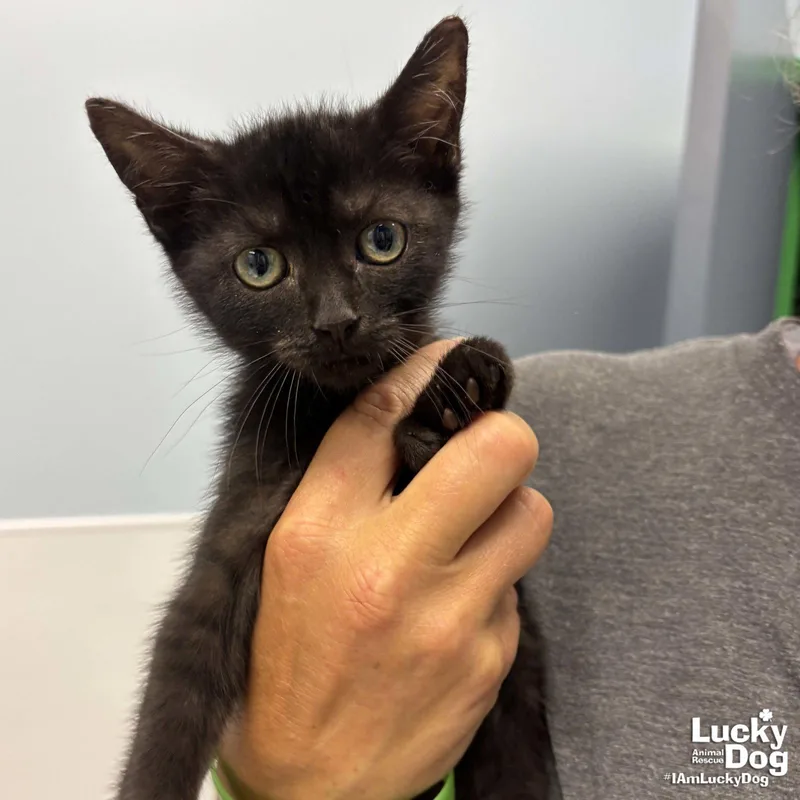 A baby medium-sized female Black Domestic Short Hair cat named Amanda for adoption in Washington, DC