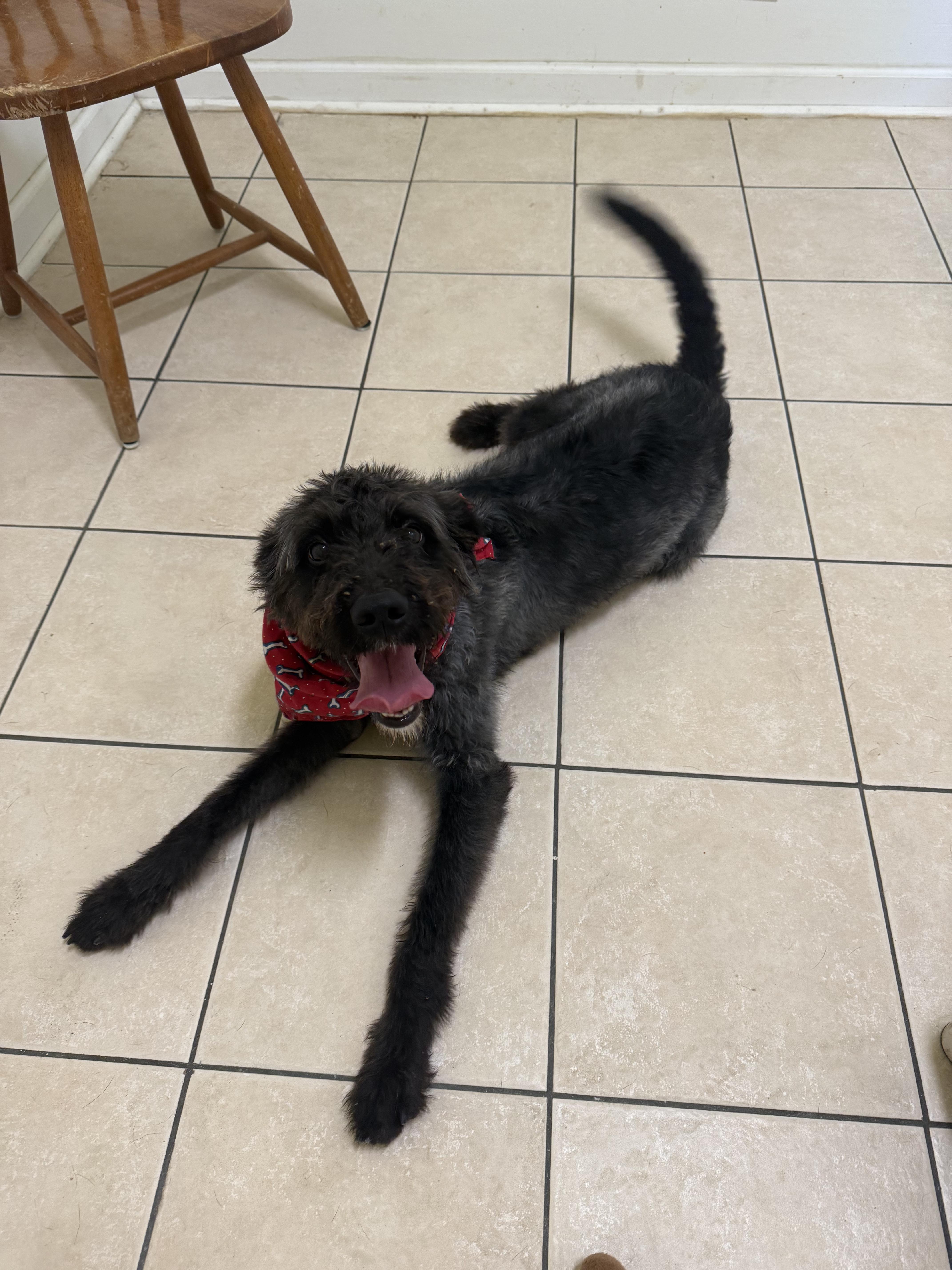 A young medium-sized male Black Australian Shepherd dog named Apollo for adoption in Hendersonville, TN