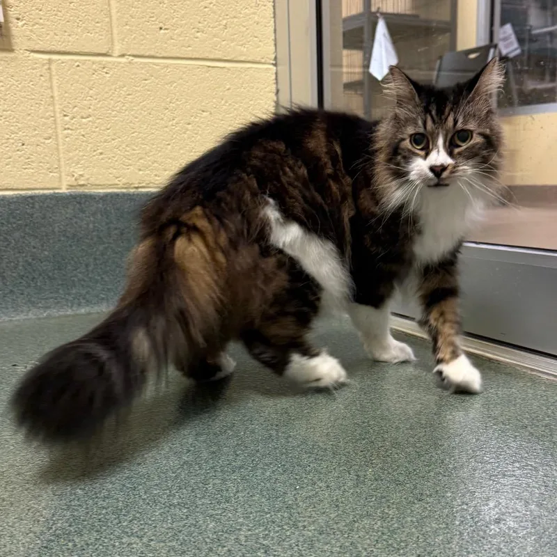 A senior medium-sized female White Domestic Long Hair cat named Samantha for adoption in Naples, FL