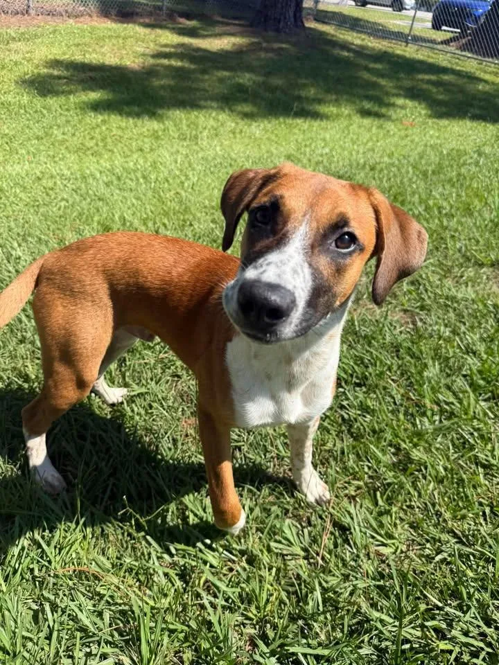 A young large-sized male Mixed Breed dog named Tony for adoption in Wilmington, NC