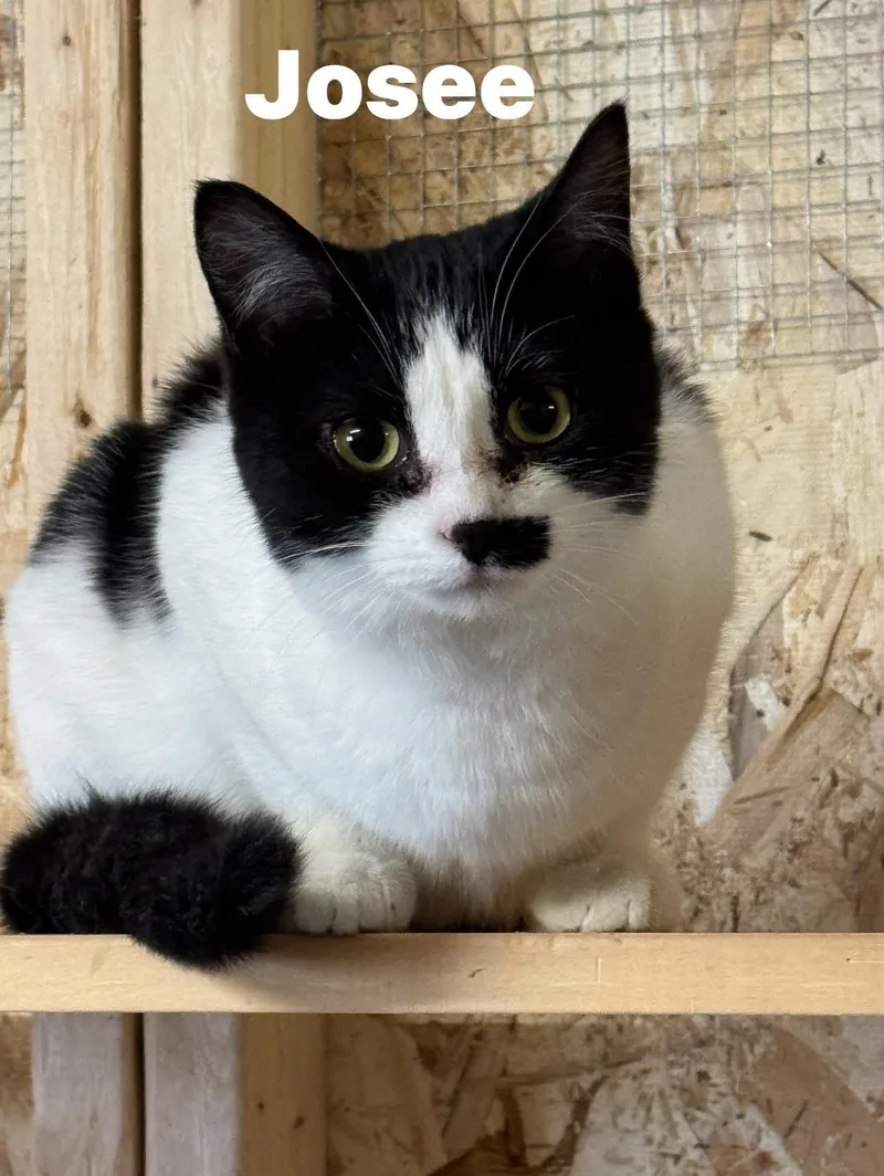 A young medium-sized female Black & White / Tuxedo Tuxedo cat named Josee for adoption in Ludington, MI