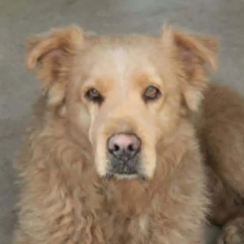 A senior medium-sized male Yellow / Tan / Blond / Fawn Retriever dog named Jungle for adoption in Kingman, AZ