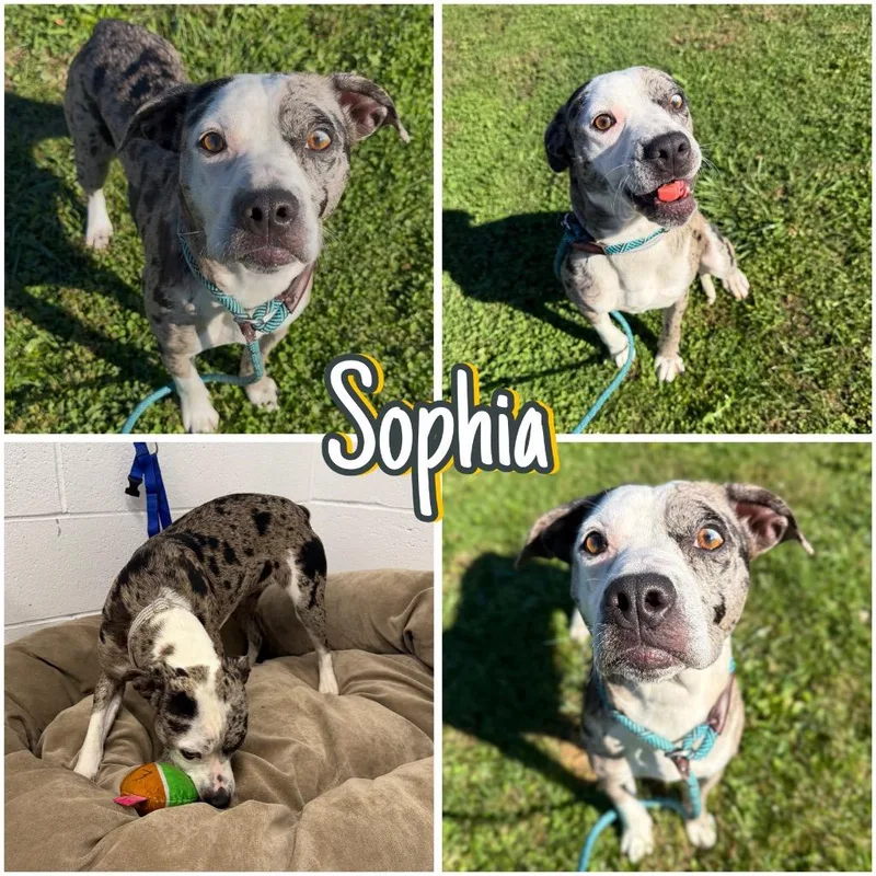 Sophia thumbnail 4