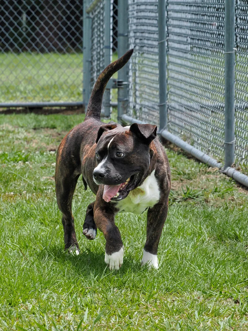 An adult medium-sized male Brindle Mixed Breed dog named Thorny for adoption in Myrtle Beach, SC