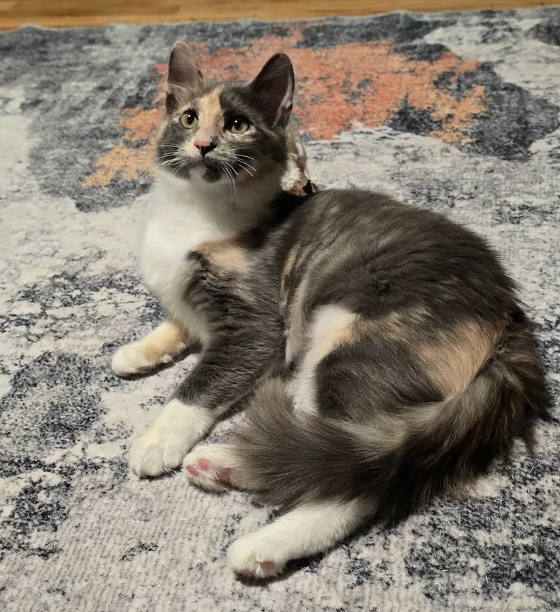 A baby medium-sized female Domestic Long Hair cat named Jelly for adoption in West Richland, WA
