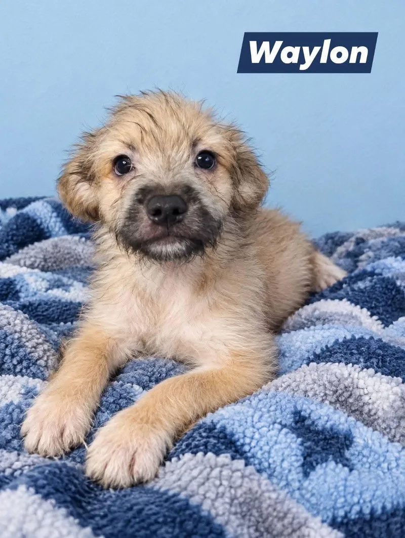 A baby small-sized male Cairn Terrier dog named Waylon for adoption in Winter haven, FL