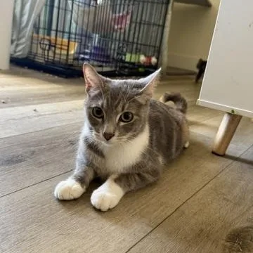 A young medium-sized female Calico Domestic Short Hair cat named Rae for adoption in Los Angeles, CA