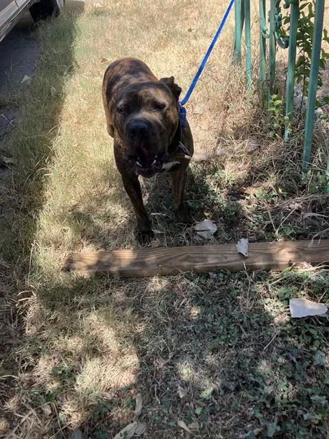 An adult medium-sized female Mixed Breed dog named Nina for adoption in Dallas, TX