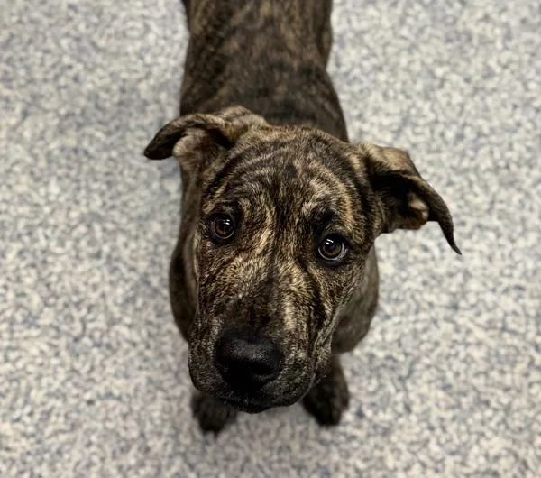 A baby extra large-sized female Great Dane dog named Harley for adoption in Golden, CO