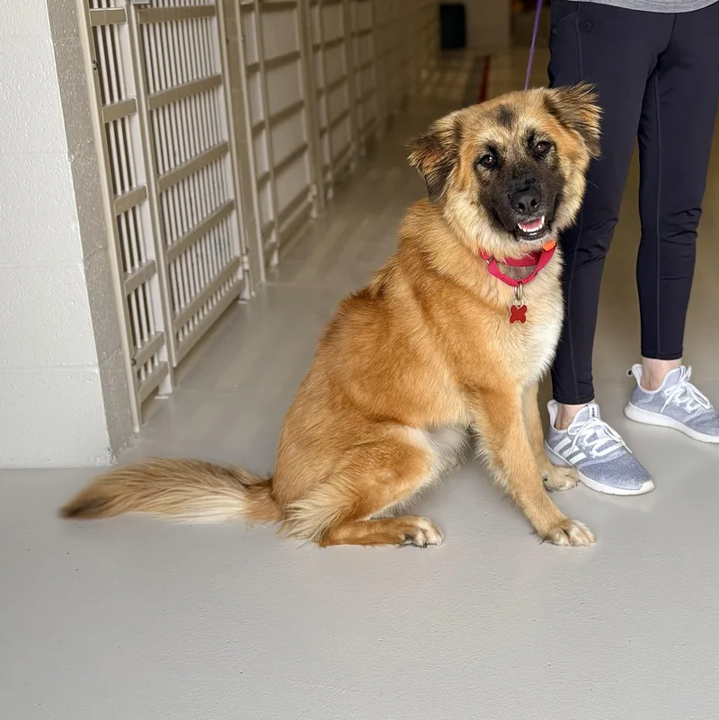 An adult medium-sized female Shepherd dog named Mango for adoption in Chicago, IL