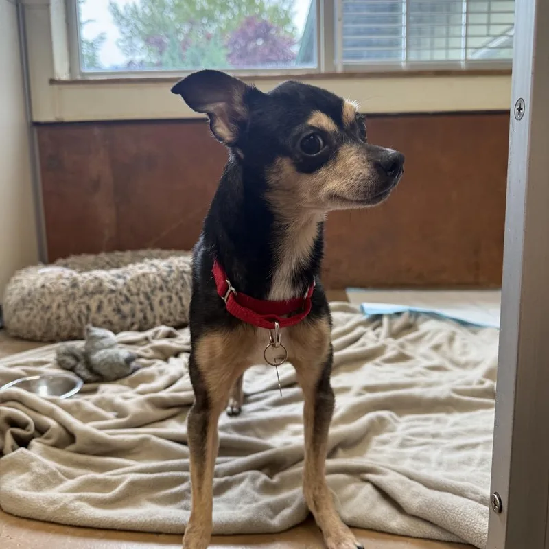 An adult small-sized male Brown / Chocolate Mixed Breed dog named Kreacher for adoption in Bellingham, WA