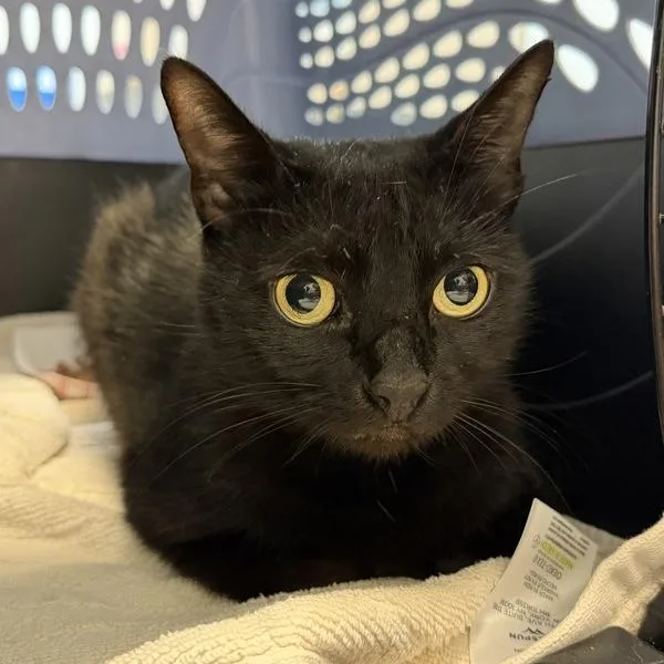 An adult small-sized female Domestic Short Hair cat named Rottie for adoption in San Diego, CA