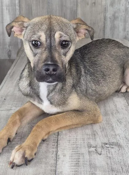 An adult medium-sized female Terrier dog named Zuzu for adoption in Shreveport, LA
