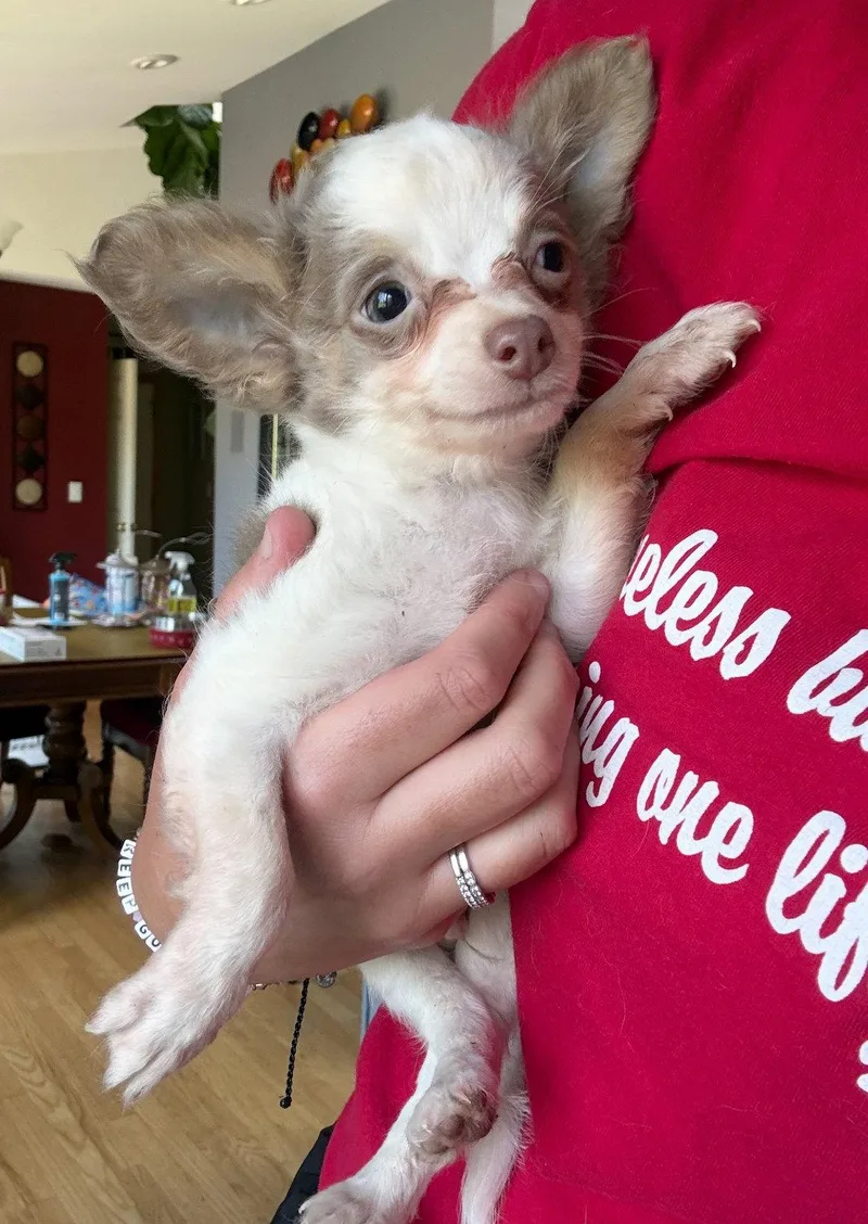 A young small-sized male Chihuahua dog named Sterling for adoption in Grafton, WI