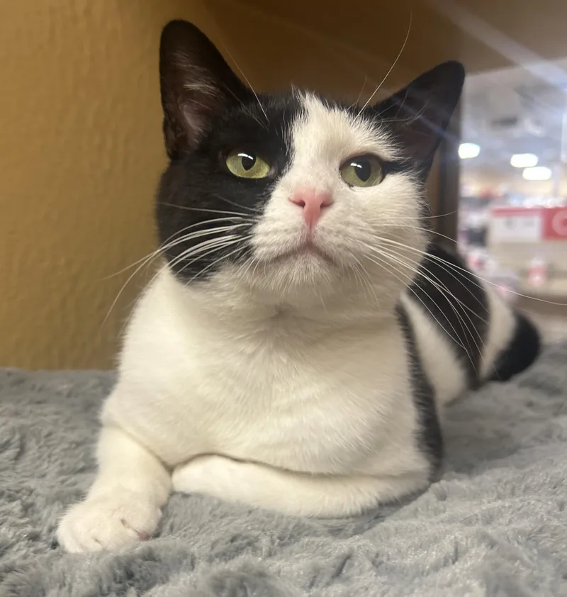 A young medium-sized female Black & White / Tuxedo Domestic Short Hair cat named Iris for adoption in Fairfax, VA