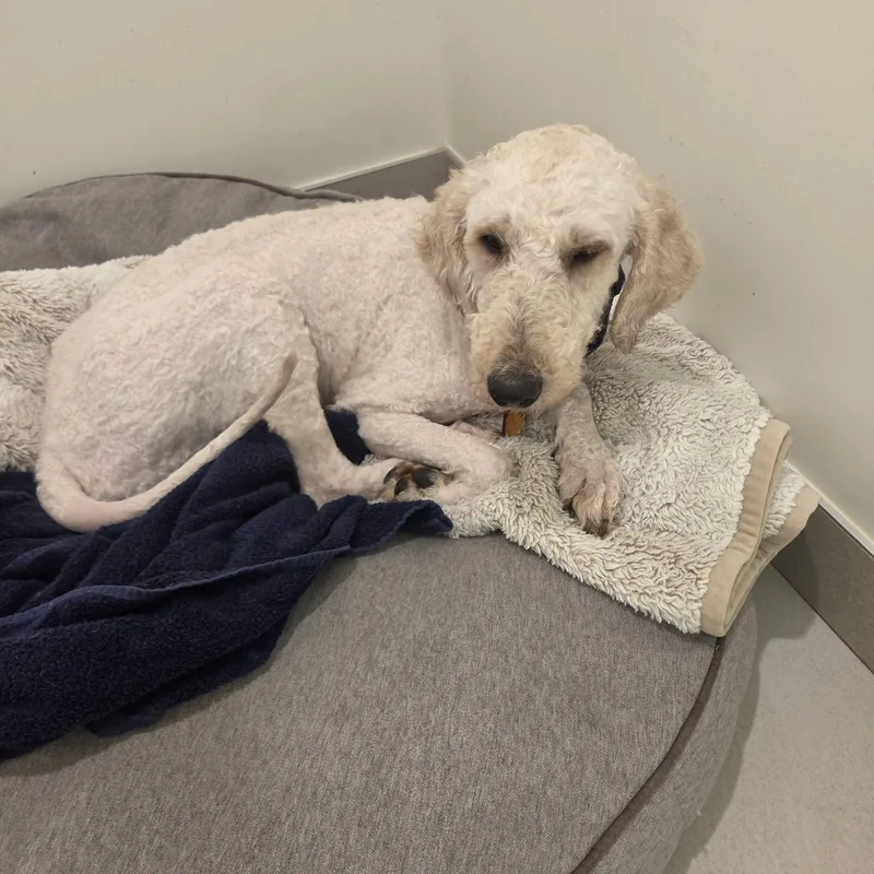 A young medium-sized female Mixed Breed dog named Boo for adoption in Evanston, IL
