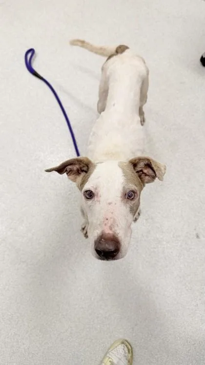 An adult large-sized female Hound dog named Tofu for adoption in Honolulu, HI