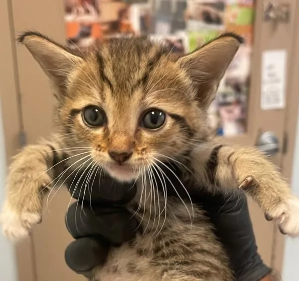 A baby small-sized male Domestic Short Hair cat named Bingsu for adoption in San Diego, CA
