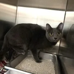 An adult large-sized female Domestic Short Hair cat named Fargo for adoption in Bullhead City, AZ