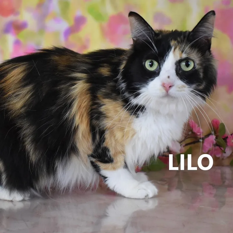 An adult large-sized female Domestic Medium Hair cat named Lilo for adoption in Yuma, AZ