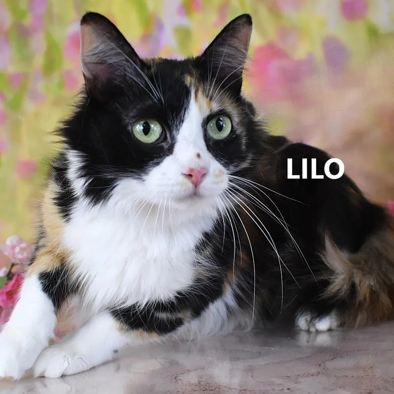 Lilo thumbnail 2