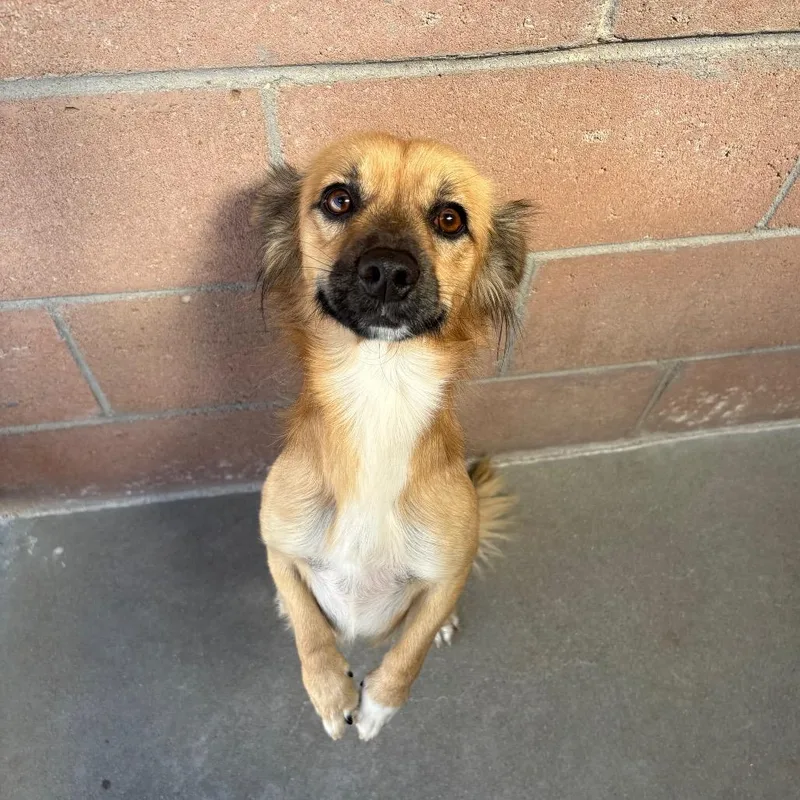 An adult small-sized male Yellow / Tan / Blond / Fawn Dachshund dog named Oscar for adoption in Santa Barbara, CA