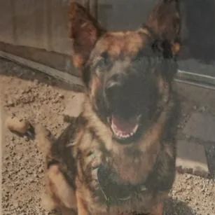 An adult large-sized male Brown / Chocolate German Shepherd Dog dog named Pip for adoption in Elwood, IN
