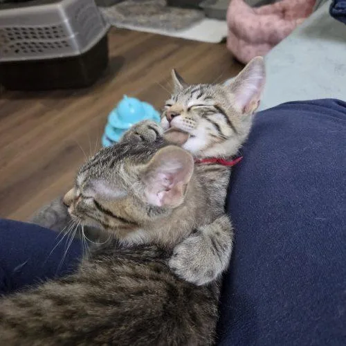 A baby small-sized male Tabby (Brown / Chocolate) Domestic Short Hair cat named GusGus for adoption in Fishers, IN