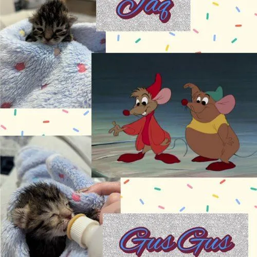 GusGus thumbnail 4