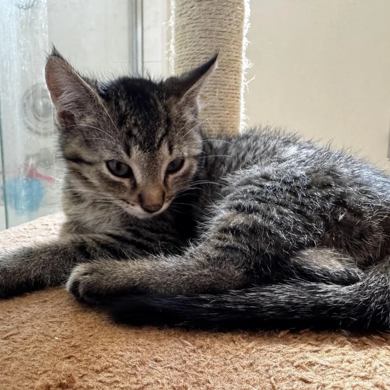 A baby small-sized male Brown / Chocolate Domestic Short Hair cat named Cookie for adoption in Fresno, CA