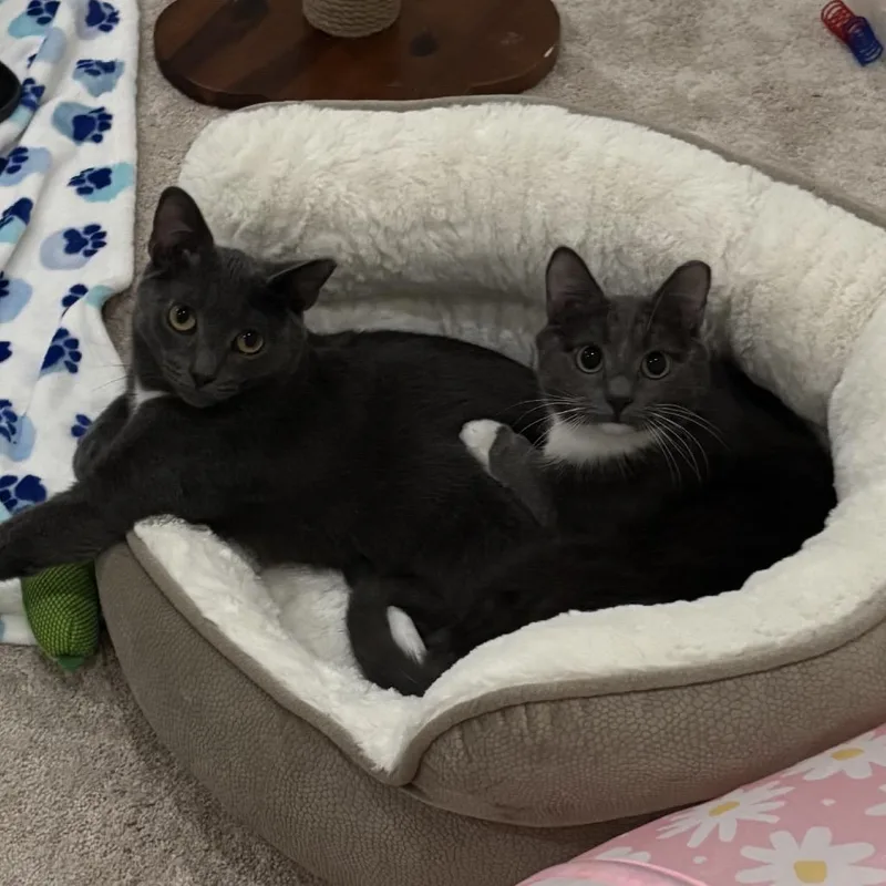 A young small-sized male Gray / Blue / Silver Domestic Short Hair cat named Jerry for adoption in Mount Laurel, NJ